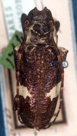  Hypsioma fasciata  (=  Cipriscola fasciata ), type specimen; © G.L. Tavakilian