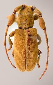  Clavidesmus chicae,  male holotype specimen; © E.H. Nearns
