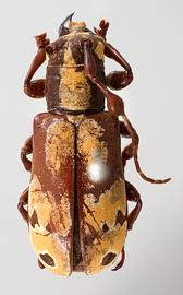  Clavidesmus columbianus,  female holotype specimen; © E.H. Nearns