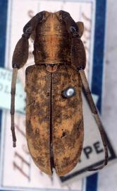  Clavidesmus heterocerus,  male type specimen; © G.L. Tavakilian