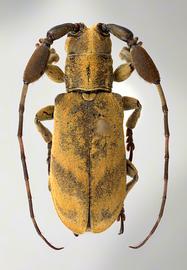  Clavidesmus heterocerus,  male specimen; © E.H. Nearns