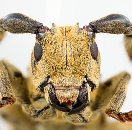  Clavidesmus heterocerus,  male specimen; © E.H. Nearns