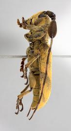  Clavidesmus heterocerus,  male specimen; © E.H. Nearns