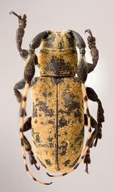  Lachaerus monnei  (=  Clavidesmus monnei ), male holotype specimen; © E.H. Nearns