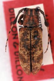  Lachaerus rubigineus  (=  Clavidesmus rubigineus ), female holotype specimen; © G.L. Tavakilian