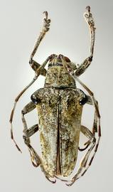  Cnemosioma innominata , female holotype specimen; © E.H. Nearns