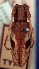  Cordites armillata , female type specimen; © G.L. Tavakilian