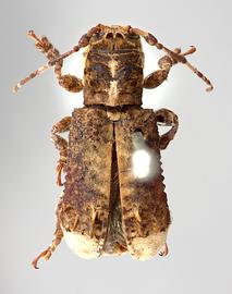  Cydros leucurus , type specimen; © E.H. Nearns
