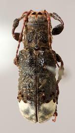  Cydros melzeri , male holotype specimen; © E.H. Nearns