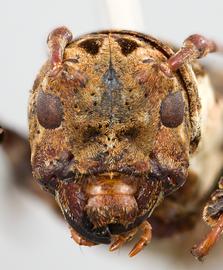  Cydros melzeri , male holotype specimen; © E.H. Nearns
