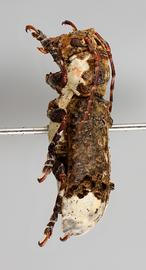 Cydros melzeri , male holotype specimen; © E.H. Nearns