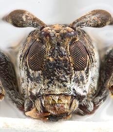  Cylicasta liturata , male specimen; © E.H. Nearns