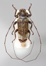  Cylicasta liturata , male specimen; © E.H. Nearns