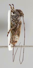  Cylicasta liturata , male specimen; © E.H. Nearns