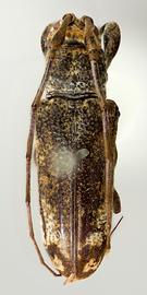  Cylicasta terminata,  female type specimen; © E.H. Nearns