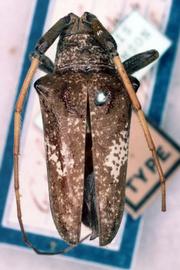  Delilah gilvicornis , male type specimen; © G.L. Tavakilian