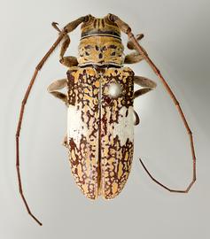  Ephiales cretacea , female type specimen; © E.H. Nearns