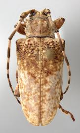  Esonius panopus , female allotype specimen; © E.H. Nearns