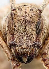  Esonius panopus , female allotype specimen; © E.H. Nearns