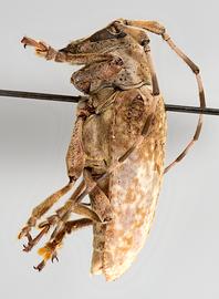  Esonius panopus , female allotype specimen; © E.H. Nearns