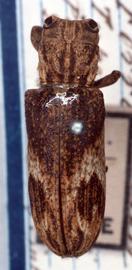  Eudesmus ferrugineus,  type specimen; © G.L. Tavakilian