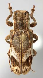  Eudesmus posticalis , female specimen; © E.H. Nearns