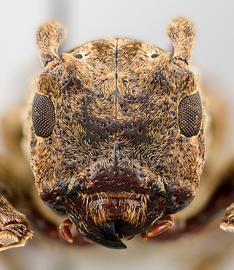  Eudesmus posticalis , female specimen; © E.H. Nearns