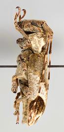  Eudesmus posticalis , female specimen; © E.H. Nearns