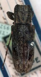  Eudesmus grisescens,  female type specimen; © G.L. Tavakilian