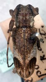  Eudesmus posticalis,  male type specimen; © G.L. Tavakilian