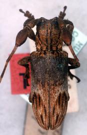  Eudesmus rubefactus,  male type specimen; © G.L. Tavakilian