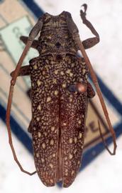 Eupalessa attenuata,  female type specimen; © G.L. Tavakilian