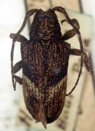  Euthima rodens,  type specimen; © G.L. Tavakilian