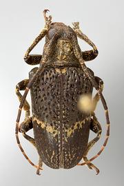  Euthima variegata,  female specimen; © E.H. Nearns