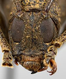  Euthima variegata,  female specimen; © E.H. Nearns