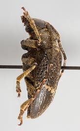  Euthima variegata,  female specimen; © E.H. Nearns