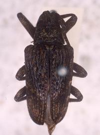  Euthima variegata,  type specimen; © G.L. Tavakilian