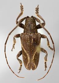  Furona degenera,  male specimen; © E.H. Nearns