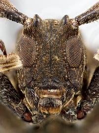  Furona degenera,  male specimen; © E.H. Nearns