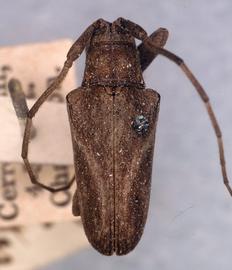  Furona degenera,  type specimen; © G.L. Tavakilian
