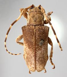  Furona corniculata,  female lectotype specimen; © E.H. Nearns