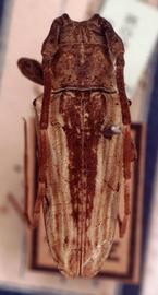  Glypthaga lignosa,  male type specimen; © G.L. Tavakilian