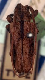  Glypthaga paupercula,  type specimen; © G.L. Tavakilian
