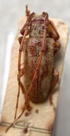  Glypthaga unicolor,  male holotype specimen; © E.H. Nearns