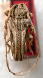  Glypthaga vicina,  male holotype specimen; © E.H. Nearns