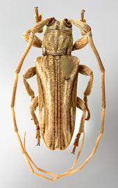  Glypthaga xylina,  male specimen; © E.H. Nearns