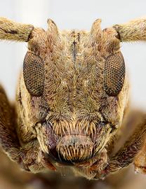  Glypthaga xylina,  male specimen; © E.H. Nearns