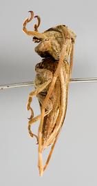  Glypthaga xylina,  male specimen; © E.H. Nearns