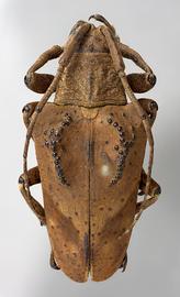  Hypselomus cristatus,  female specimen; © E.H. Nearns