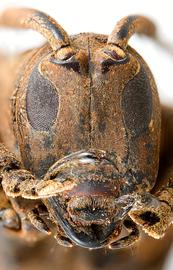  Hypselomus cristatus,  female specimen; © E.H. Nearns
